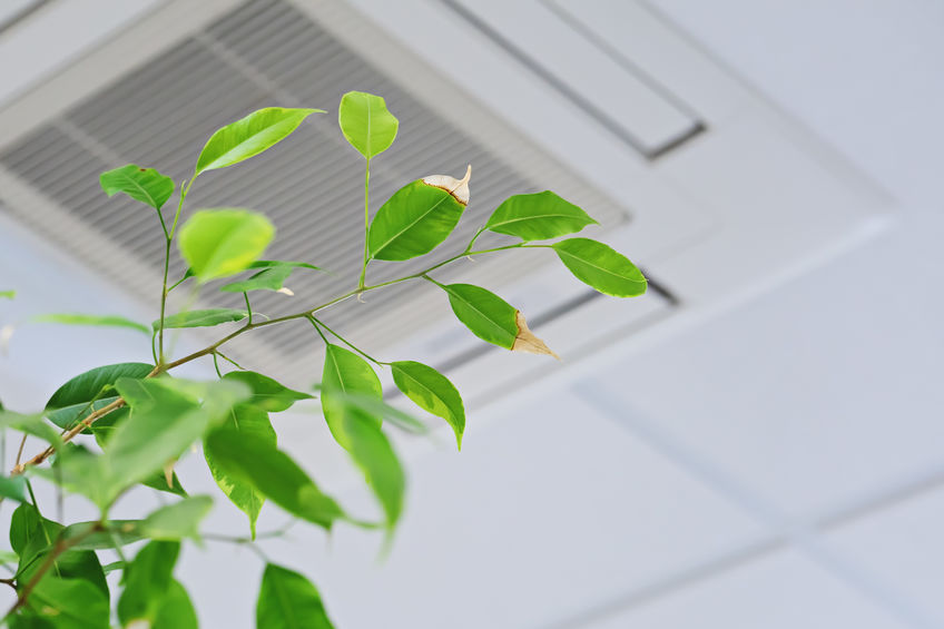 Leaves in front of a vent showing plants can help with indoor air quality